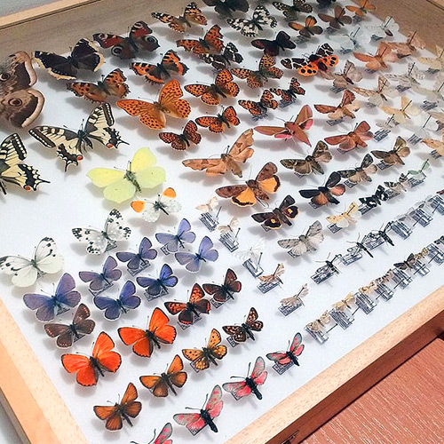 Butterfly Research Centre